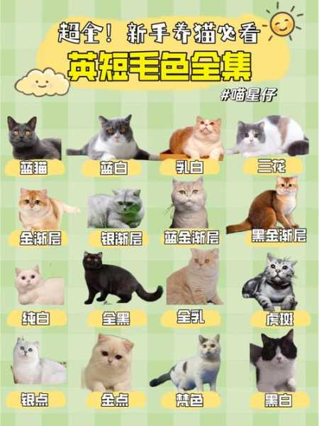 新手养猫攻略英短（养英短猫需要准备什么）