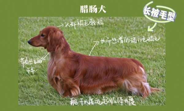 腊肠犬价格优点缺点（腊肠犬全名）