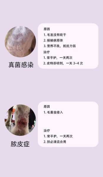 狗狗总是皮肤瘙痒怎么办（狗狗皮肤瘙痒是什么原因）