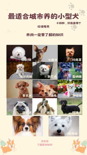 贵宾犬咋样（贵宾犬优点）