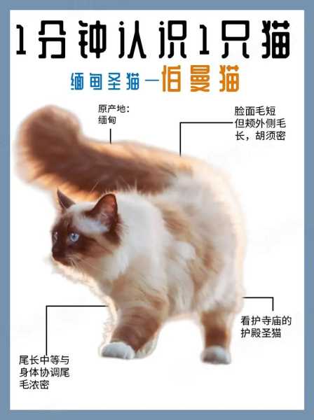 伯曼猫视频（伯曼猫介绍）