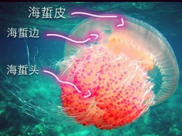 海蜇算是水母吗（海蜇是不是水母?）