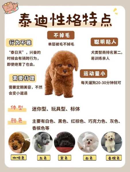 贵宾犬喂养注意事项（贵宾犬怎么喂食）