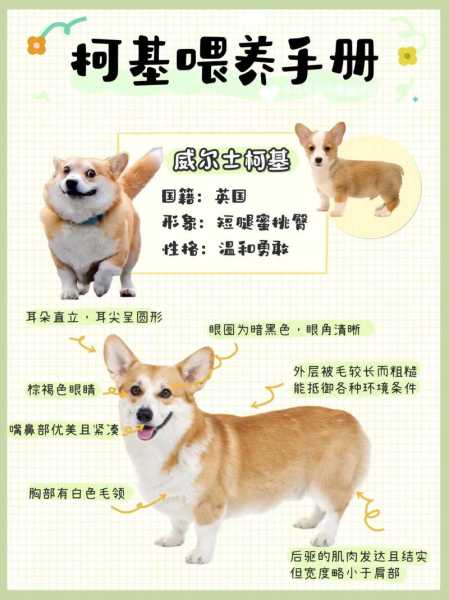 新手如何养柯基幼犬（如何养好柯基幼犬）