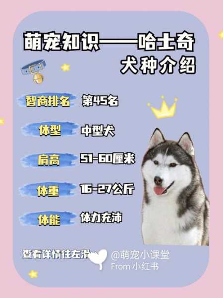 养哈士奇幼犬需要注意什么（养哈士奇的注意事项有哪些）