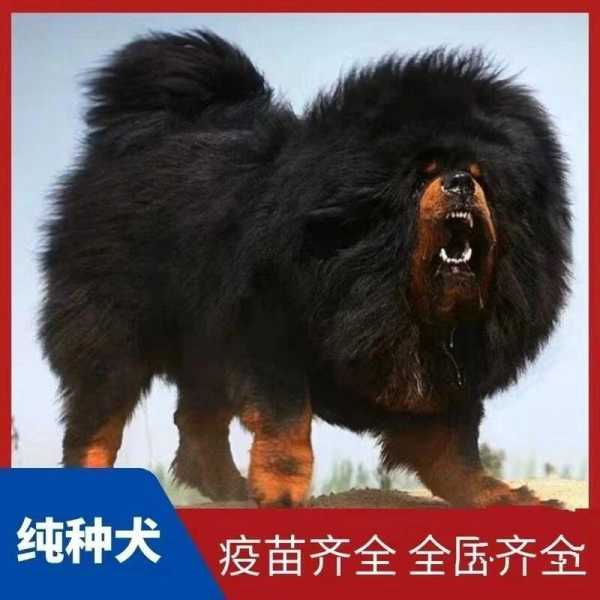 正宗藏獒多少钱一只（普通藏獒犬多少钱一只）