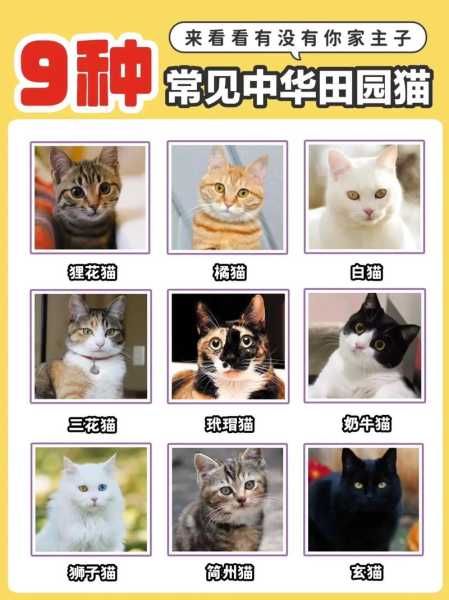 田园猫宠物猫区别（田园猫和宠物猫有什么区别）