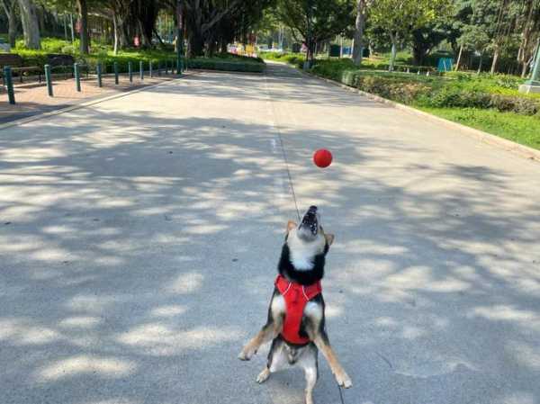 怎样教会狗狗捡球（如何让狗狗学会捡球）