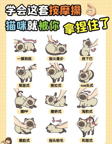 猫咪技巧训练（猫咪训练教程）