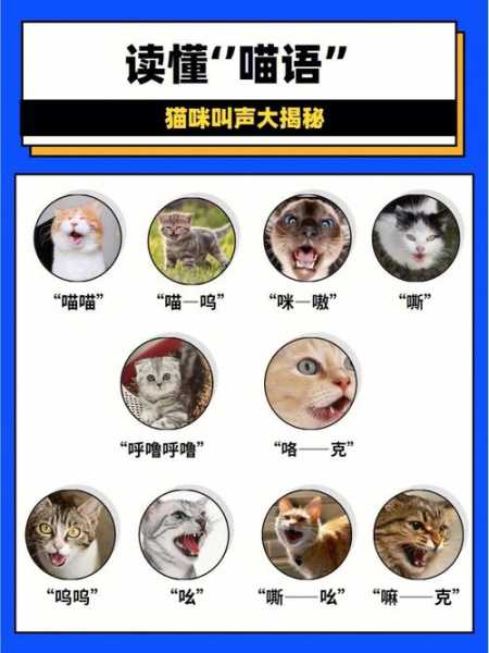 猫咪之间会喵喵叫吗为什么（猫咪之间会互相交流吗）