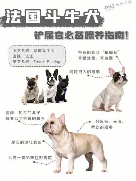 斗牛犬的美容注意事项是什么（斗牛犬干什么用）