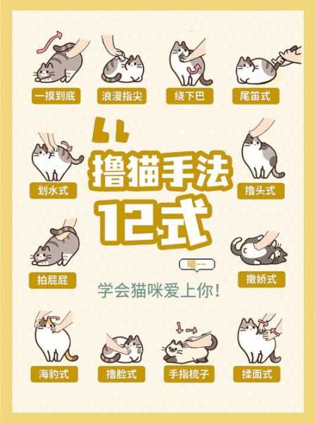 怎么提高猫咪的好感度（如何提升猫的亲密度）