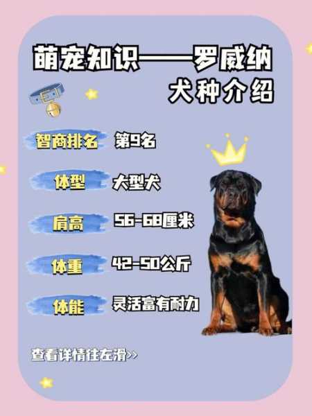 罗威纳犬的性格特点（罗威纳性格好不好?有哪些性格特点?）