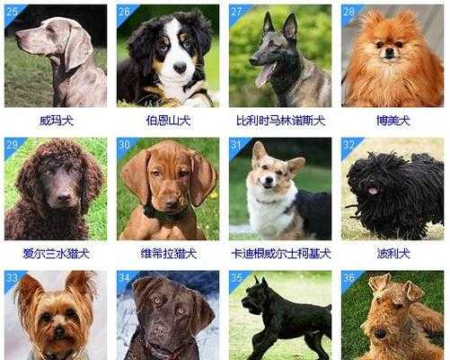 世界大型犬排名前十图片及价格（世界大型犬品种大全图片）