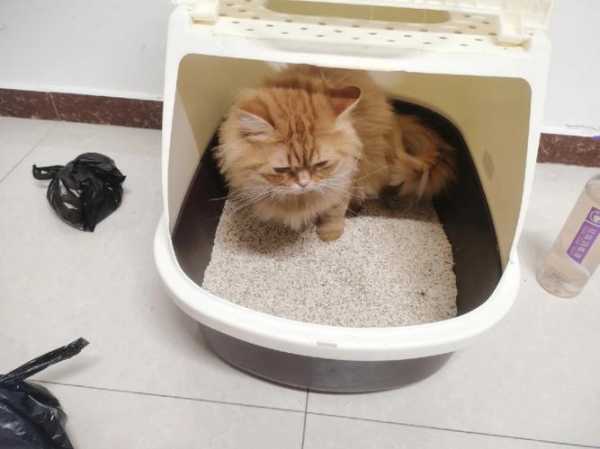 怎样让猫咪（怎样让猫咪在猫砂盆拉屎）