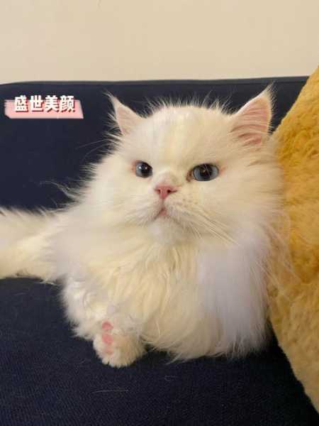 猫怎么做美容（给猫咪做美容一般需要多少钱?）