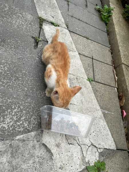 流浪猫把小猫藏在哪里了（把流浪猫放了对他来说好吗）