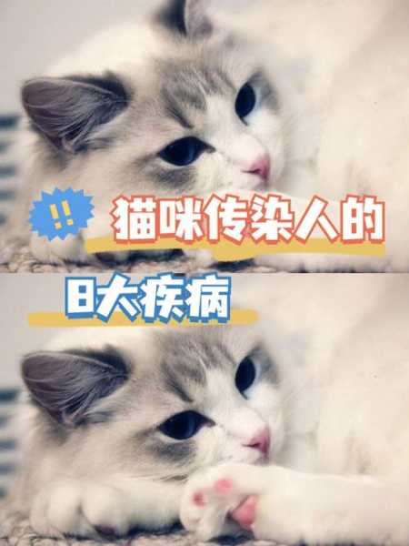 长期养猫的人会得什么病死去（经常养猫会得病吗）