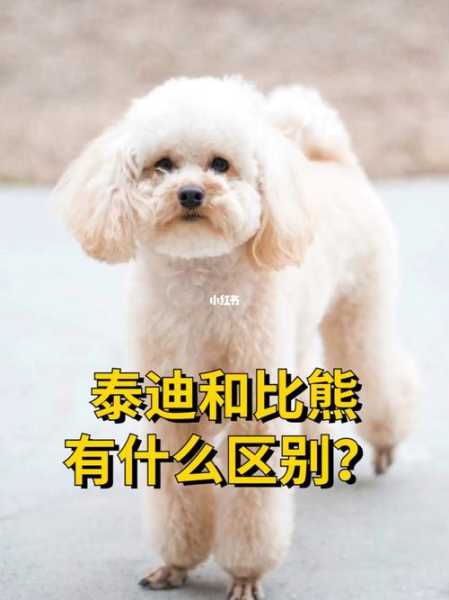 泰迪和比熊哪个好看（泰迪跟比熊哪个好看）