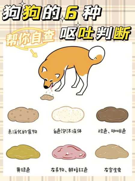 犬呕吐的鉴别诊断（犬呕吐的鉴别诊断怎么写）