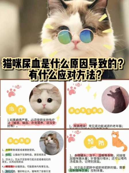 猫咪尿检的采尿方法是什么（猫尿检多少钱一次）