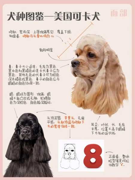 可卡幼犬科学饲养方法（可卡犬饲养注意）