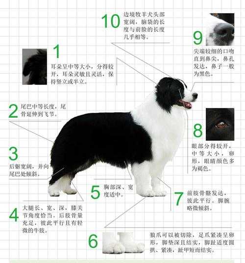 边境牧羊犬幼犬价格（边境牧羊犬价格知乎）