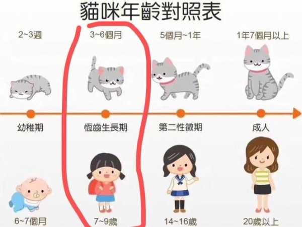 英国短尾猫的历史发展过程（英式短尾猫）