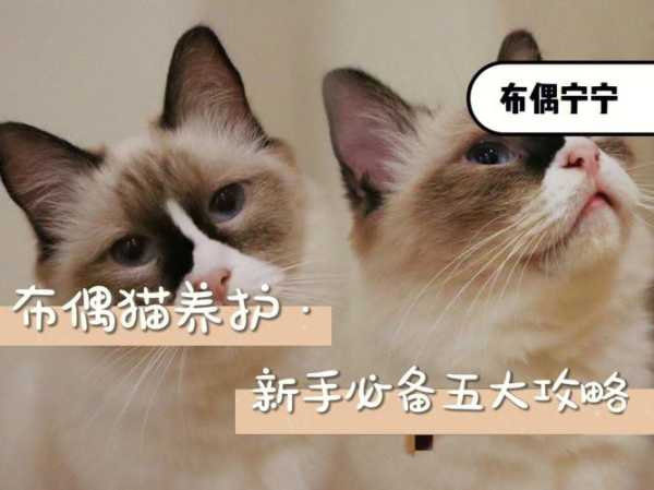 如何让家里的猫猫接纳自己（怎么让猫咪接纳新猫咪）