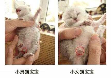 折耳猫怎么看公母（折耳猫幼猫怎么识别）