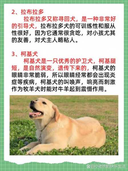 荷兰牧羊犬介绍（荷兰牧羊犬性格怎么样）