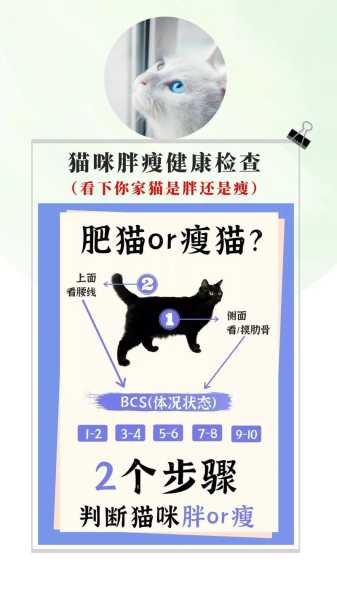 猫咪太瘦了怎么增肥,猫太瘦了怎么喂胖（猫很瘦怎么增肥）