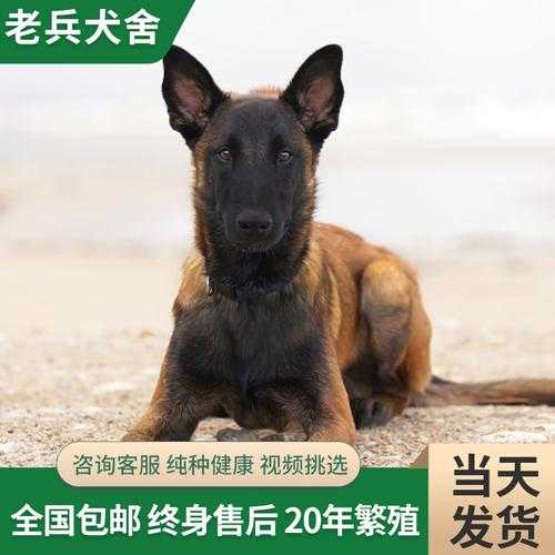 马犬幼犬期间如何训练视频（马犬幼崽怎么训练）