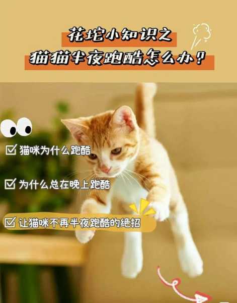 怎么才能让猫不靠近自己（怎么才能让猫不靠近自己呢）