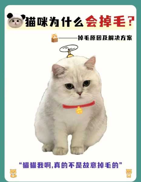 狗和猫掉毛哪个严重（狗和猫谁掉毛多）