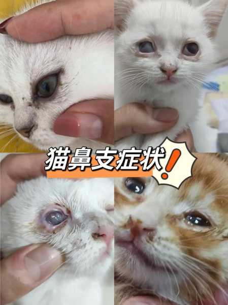 猫咪得猫鼻支的概率（猫得了猫鼻支有什么症状）