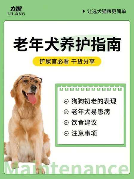 老年犬养护（老年犬饲养注意事项）