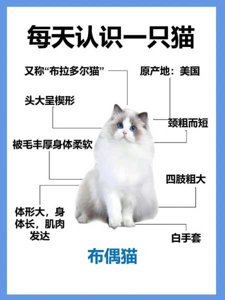 伯曼猫跟布偶猫区别（伯曼猫跟布偶猫区别图片）