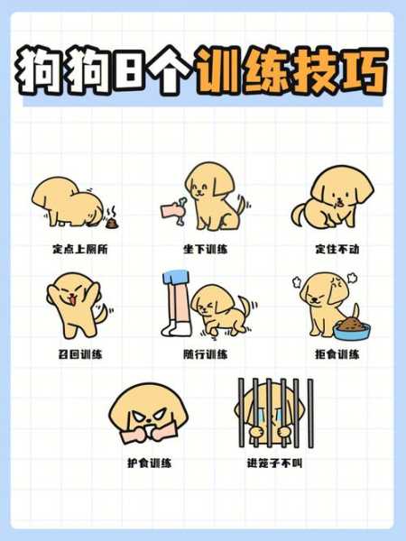 拉布拉多犬训练服从训练方法（拉布拉多犬训练教程）