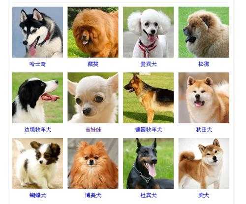 吉娃娃犬怎么看纯不纯（吉娃娃犬怎么看纯不纯种）