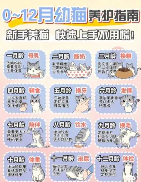 猫咪换毛期有什么反应（猫换毛期要注意什么）