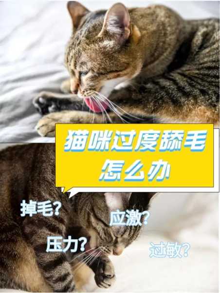 猫舔毛是什么意思啊（猫舔毛是什么意思啊网络用语）