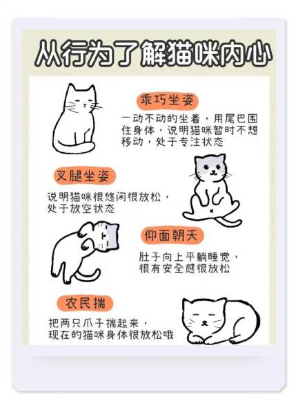 猫的各种行为解读（猫的各种行为解读图片）