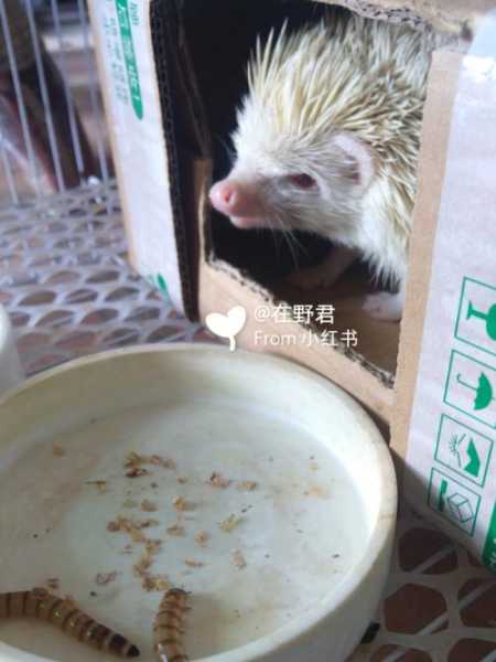 刺猬怎么喂食要加水么（怎么给刺猬喂食）