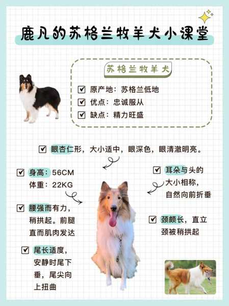 苏牧怎么喂养（苏牧犬怎么养）