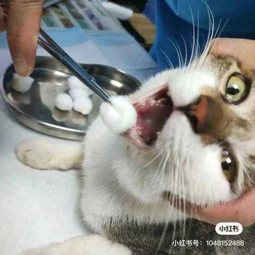 猫咪拔牙后怎么护理（猫咪拔牙后注意事项）