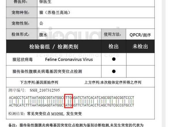 猫咪做b超能不能看到子宫（猫做b超能检查什么病）