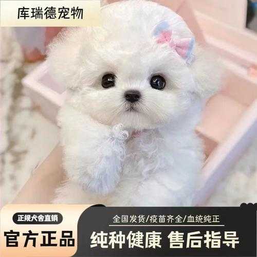 比熊犬怎么打理（比熊犬怎么养护）