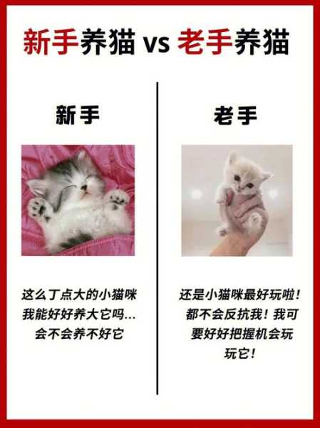 新猫和老猫怎么和睦相处（新猫和旧猫怎么一起养）