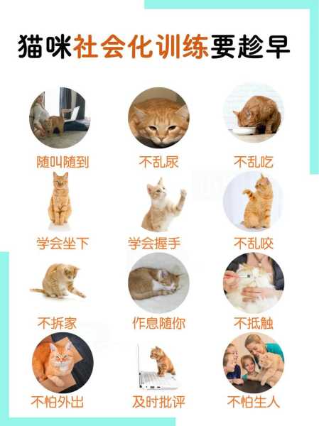 小猫需要训练吗（猫咪有必要训练吗）